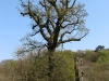 Oakhampton_Castle-Ruins