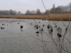 duck_pond_2